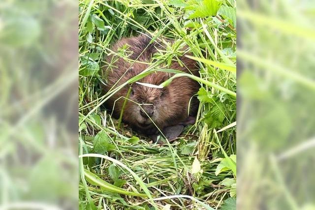 Von schwimmenden Tischen und gestauten Bchen: So ist die aktuelle Biber-Situation in Hinterzarten