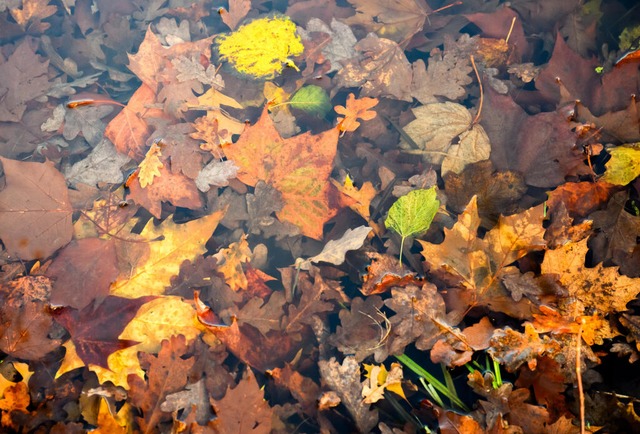 Fr den Deutschen Wetterdienst hat der...erbst zum Erwrmungstrend beigetragen.  | Foto: Julian Stratenschulte (dpa)