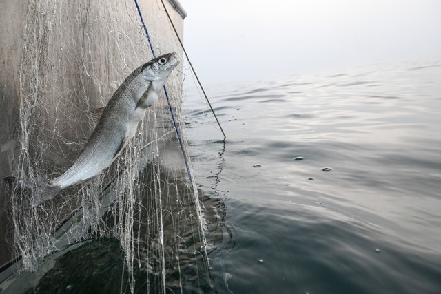 Berufsfischer fahren in den kommenden ...bereite Fische zu fangen. (Archivbild)  | Foto: Felix K&auml;stle/dpa