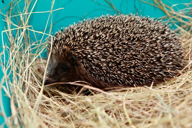 Immer mehr Igel geraten in Not. (Symbolbild)  | Foto: Matthias Bein/dpa/ZB