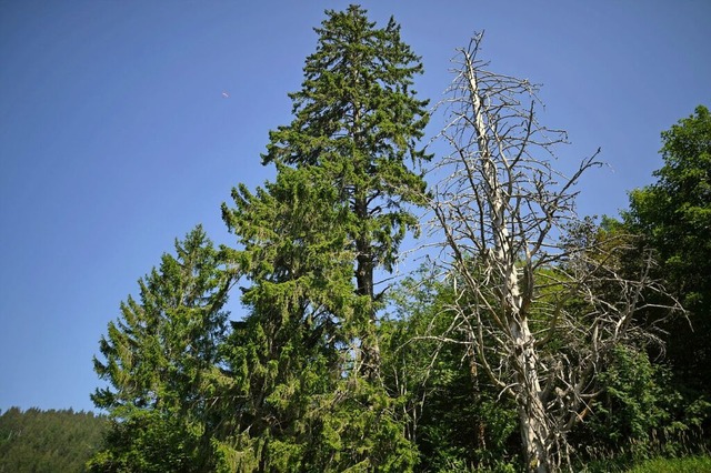 Trockenheit machen den Tannen zu schaffen, auch in Eschbach. (Symbolfoto)  | Foto: Patrick Seeger (dpa)