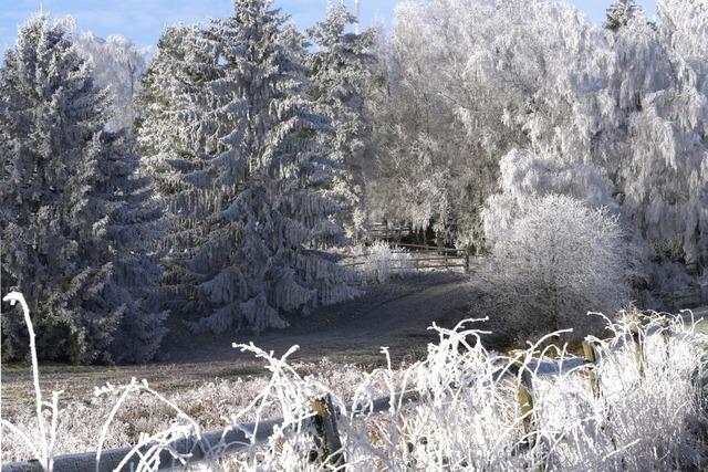 Raureif auf dem Hotzenwald