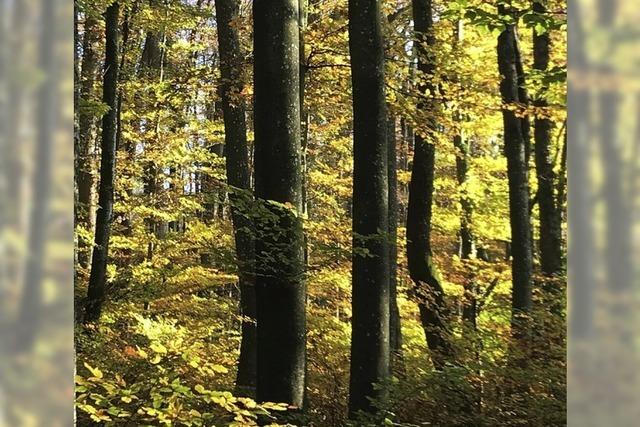 Auch 2025 berschuss im Wald erwartet