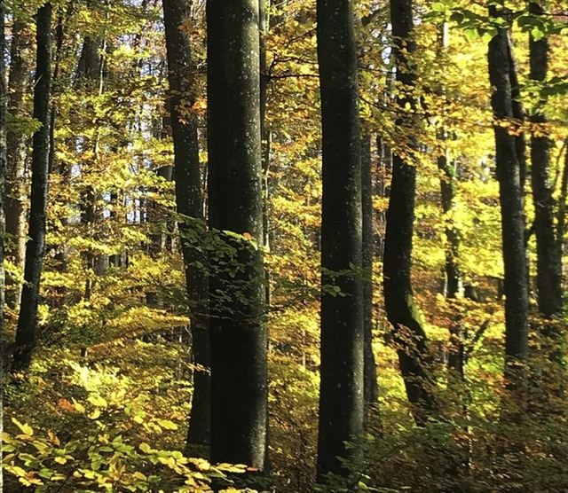 Blick in den Auggener Wald  | Foto: Jutta Schtz