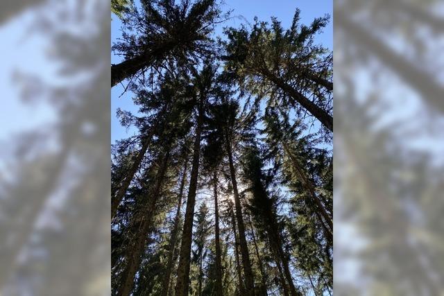 Im Hochschwarzwald fllt dieses Jahr weniger Kferholz an