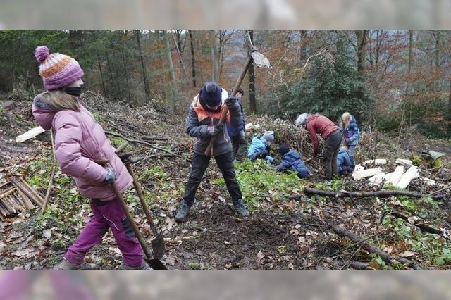 Neue Eichen im Sulzer Wald