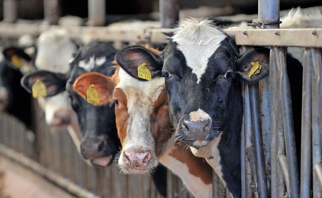 Das Rindfleisch, das Sdamerikaner zum...sigen Rinderzchter nicht in den Ruin.  | Foto: Carmen Jaspersen