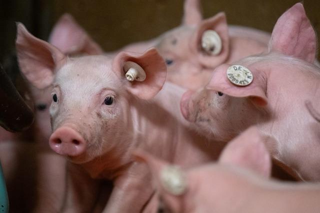 Hunderte Ferkel auf Autobahn verladen