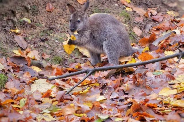 Der Schwarzwaldzoo hat noch ein Knguru verloren – war der Fuchs schuld?