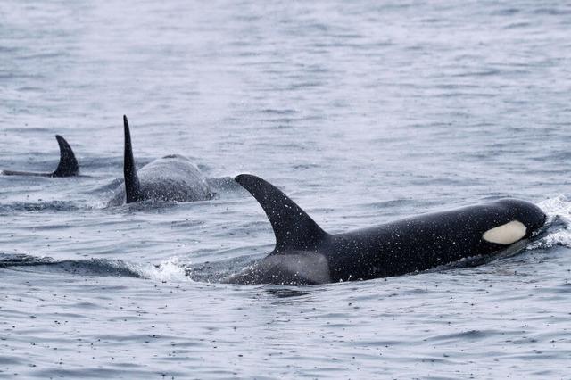 Ein alter Hut ist wieder Mode: Wie schon vor 40 Jahren wurden Orcas mit einem toten Fisch auf dem Kopf gesichtet – daraus lassen sich durchaus Moderegeln ableiten