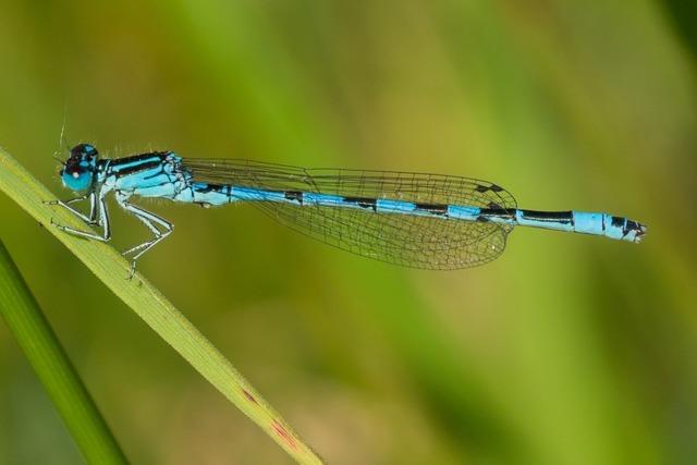 Von Gehlz-Rckschnitt im Freiburger Naturschutzgebiet Rieselfeld sollen viele Tiere profitieren