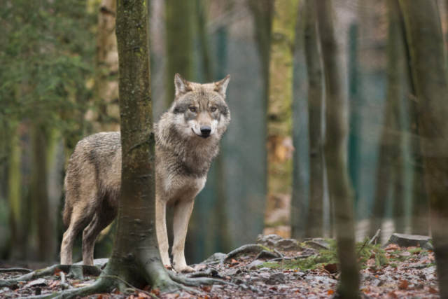 In Baden-Wrttemberg bleibt der Wolf geschtzt