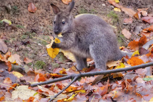 Wieder stirbt ein Knguru in Waldkirch - war es der Fuchs?