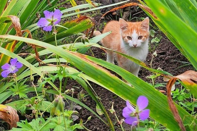 Katzen mssen in Badenweiler bald kastriert sein