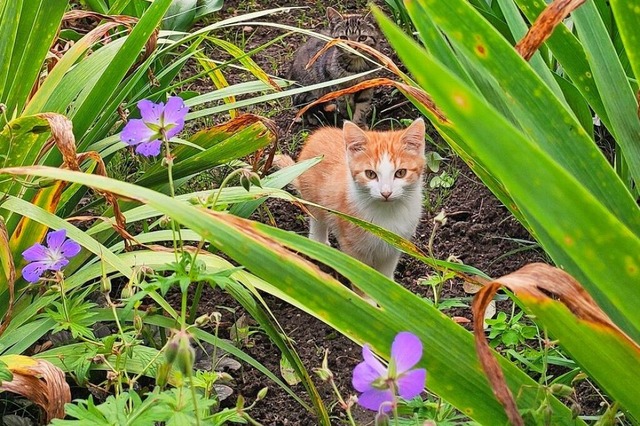 Freilaufende Katzen mssen in Badenweiler bald registriert und kastriert sein.  | Foto: Silke Hartenstein