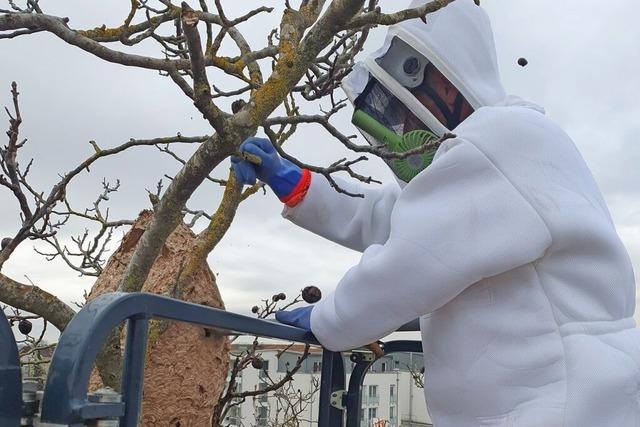 Mit dem Hornissenjger im Einsatz in Neuenburg - trotz Bienenstichallergie