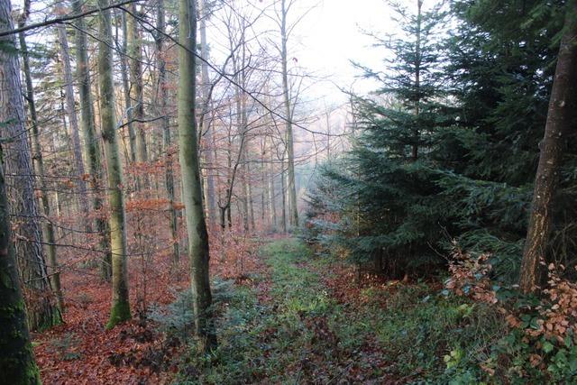 Als die Bume wie Streichhlzer abknickten: Die Folgen von Orkan Lothar im Kreis Emmendingen