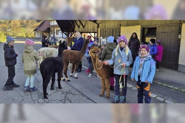 Schulstunde mit Alpakas