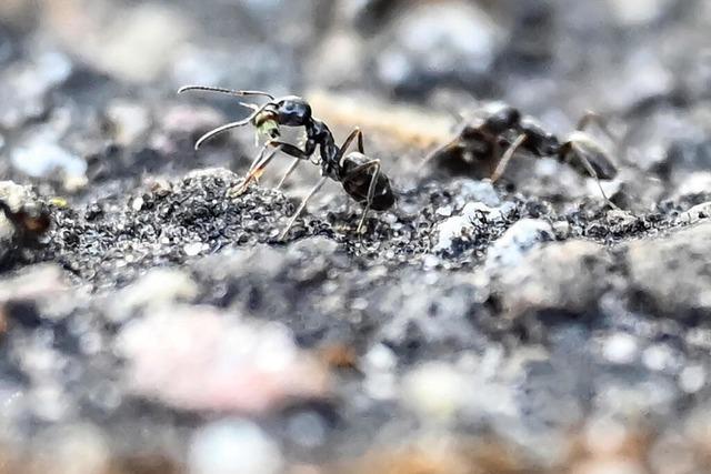 Exotische Ameise Tapinoma magnum soll jetzt erforscht werden - um sie in Sdbaden loszuwerden