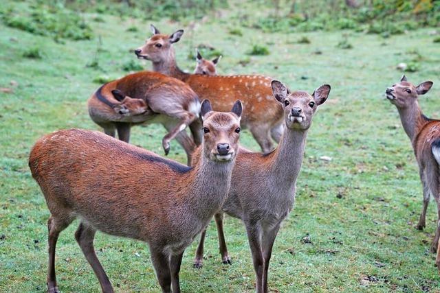 Tiere gerettet: Wildgehege-Frderverein in St. Blasien setzt seine Arbeit fort