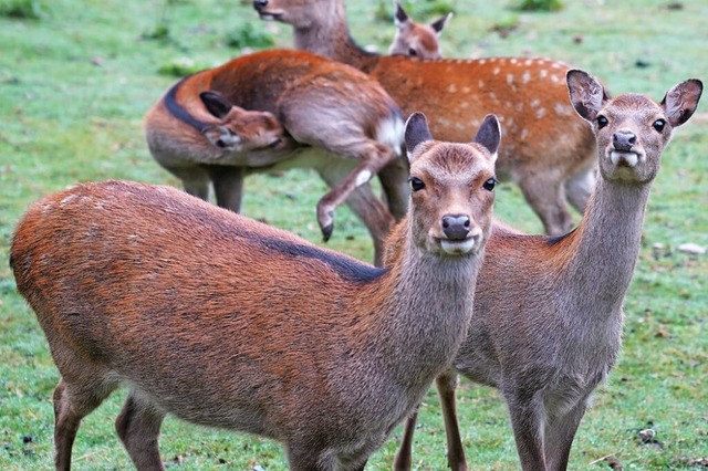 Das Wildgehege mit seinem Bestand, zu ...in Treffpunkt fr Jung und Alt bleiben  | Foto: Susanne Gilg