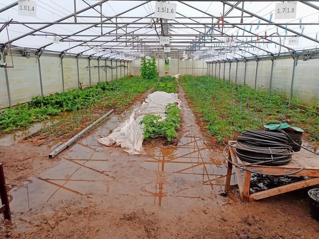 Das Solarie-Gewchshaus wurde wie viel... durch starke Regenflle berschwemmt.  | Foto: Solarie