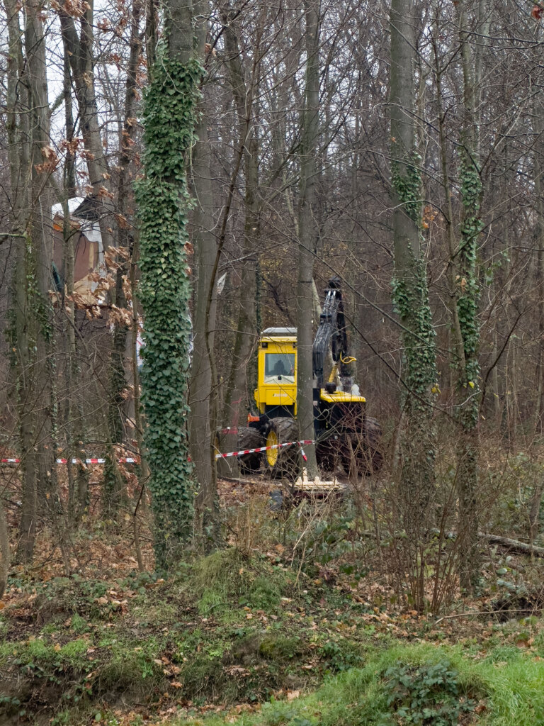 Insgesamt mssen 4,4 Hektar abgeholzt werden. Bis Februar sollen zunchst 1,7 Hektar entfernt werden.