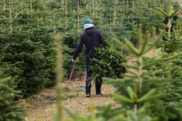 Lauern eigentlich Zecken im Weihnachtsbaum?