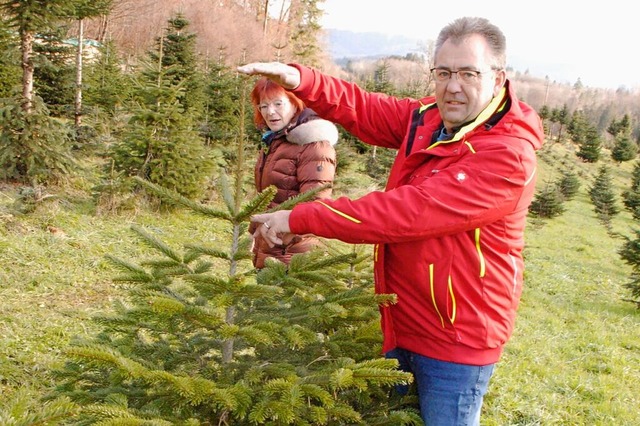 So viel wchst eine junge Nordmanntann...inem Jahr, demonstriert Gnter Bhler.  | Foto: Ingrid Bhm