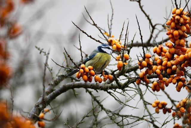 Bewlkt und ohne Schnee - kein Winterwonderland in Baden-Wrttemberg