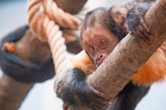 Basler Zoo gewhrt Asyl fr bedrohte Gelbbrust-Kapuzineraffe