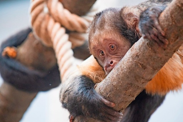 Ein Gelbbrust-Kapuzineraffen im Zoo Basel  | Foto: Zoo Basel