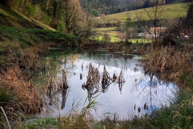 Dieser Teich bei Waldkirch soll Krten und Molche retten