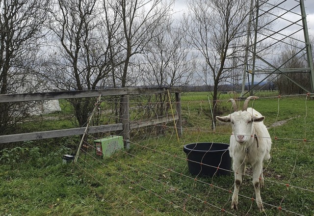 Diese Ziege bekommt bald neue Nachbarn...Unterkunft fr Geflchtete errichten.   | Foto: Sebastian Krger