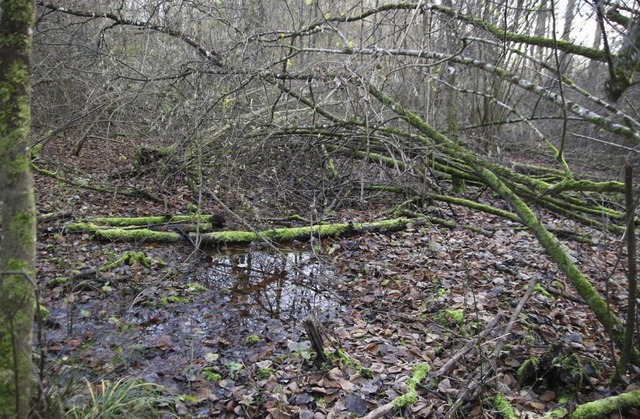 Im Btzinger Erlenschachenwald: Grundw...schein und der Totholzvorrat nimmt zu.  | Foto: Horst David