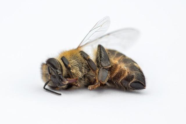 Plastik schdigt Bienen und andere Insekten, zeigt eine Studie – Freiburg war beteiligt