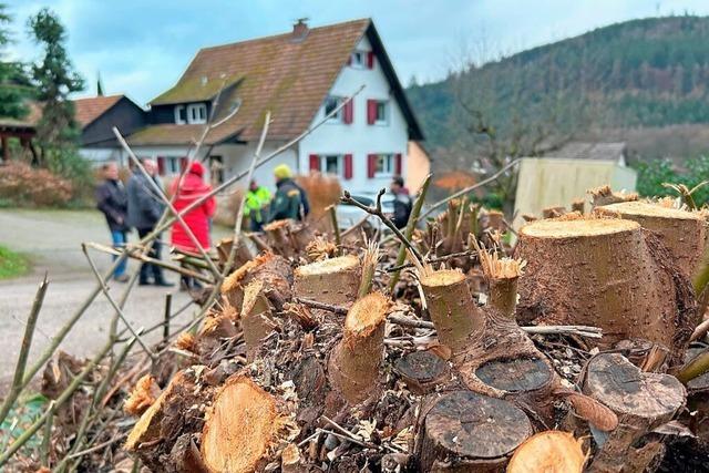 Baumfllungen zwischen Lahr und Kuhbach: Ein Problem der Kommunikation