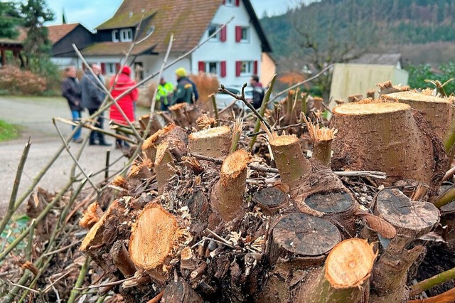 Am Waldrand nahe der Schelmengasse in Lahr-Kuhbach sind Bume gefllt worden.  | Foto: Mark Alexander