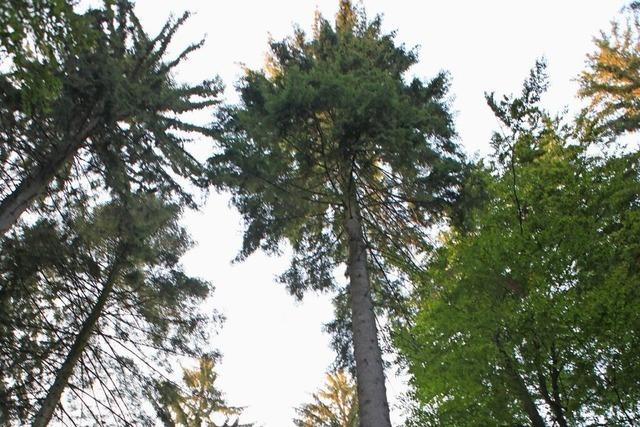 Der Friesenheimer Forst will mehr Frderung