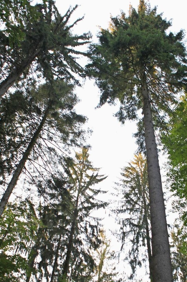 Der Regen hat dem Friesenheimer Wald gutgetan.  | Foto: Bastian Bernhardt