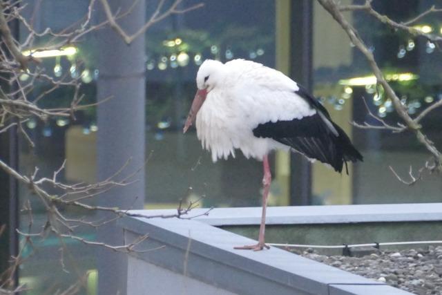 Warum sich ein Storch in die Lrracher Innenstadt verirrt hat