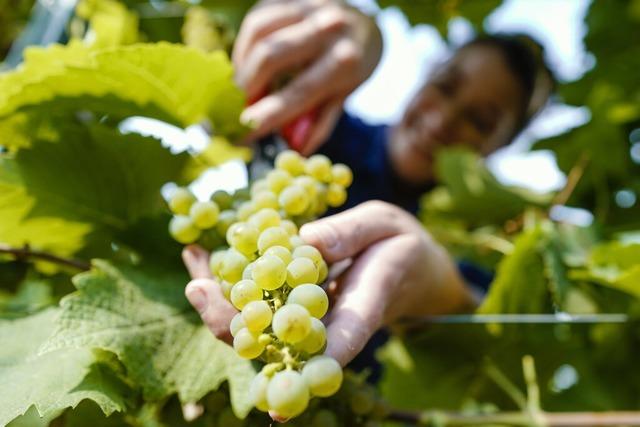 Ebringen ist mit dem Qualittssiegel "Weinsden Weinort" prmiert worden