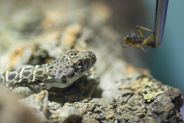 Im Basler Zoo sind zwei Prchen Leopardleguane eingezogen