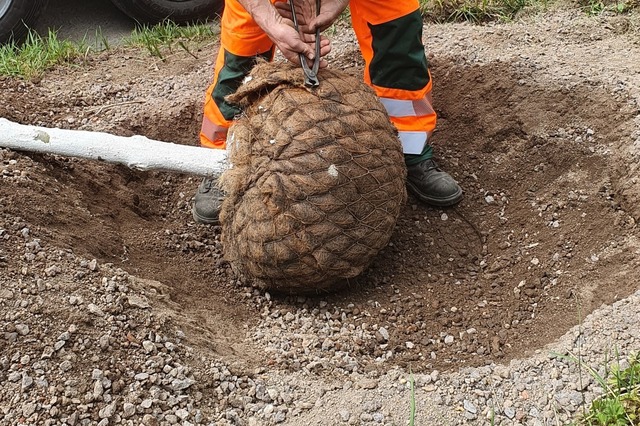 An der Markwaldstrae wurden zahlreiche neue Bume gepflanzt (Symbolfoto).  | Foto: Maja Tolsdorf