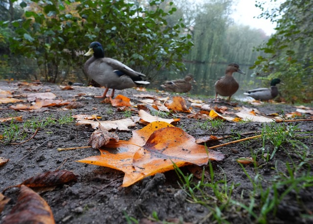 Die Deutsche Wildtier Stiftung warnt e...mit Brot zu f&uuml;ttern. (Archivbild)  | Foto: Marcus Brandt/dpa