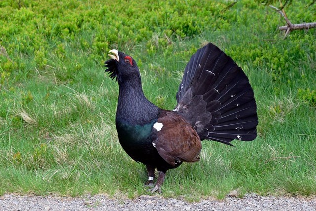 Das Auerhuhn hat einen schweren Stand....ist es  vor allem von Mardern bedroht.  | Foto: Stefan Jehle