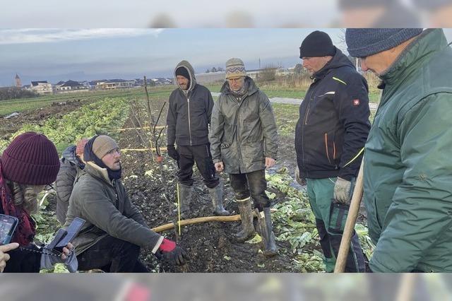 Obstbume fr das Gemsebeet