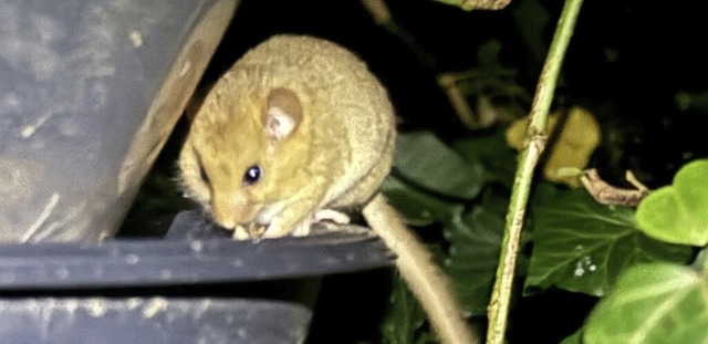 Diese Haselmaus soll in der Nhe des T...Gemeinde Holzernten angekndigt hatte.  | Foto: Miriam Windler