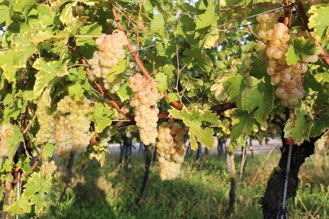 Gutedel hat auch das Zeug zum lterwerden - das zeigte der Welttag des Chasselas in Mauchen