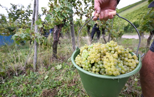 Der Weinbau wurde besonders hart getro... Betriebsergebnisse um 58 Prozent ein.  | Foto: Bernd Weibrod (dpa)